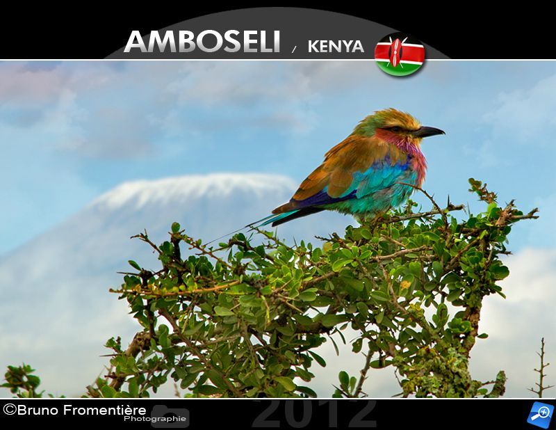 Birdie near Kili