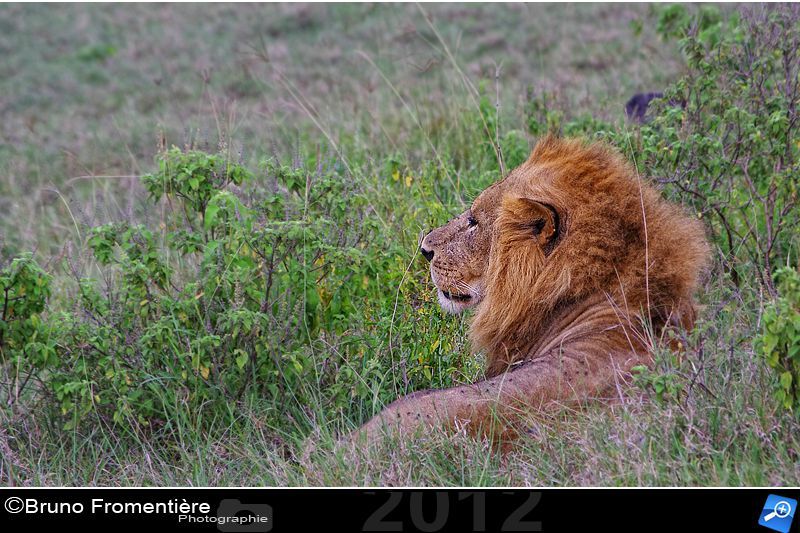 Lion 800b