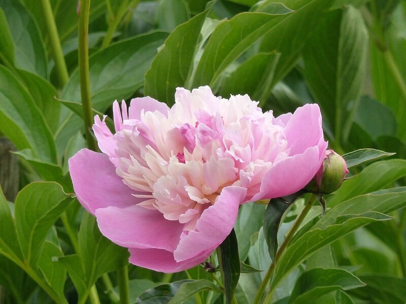 P1050384
