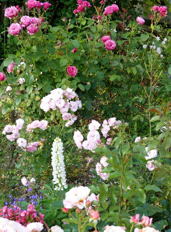 jardin de roses