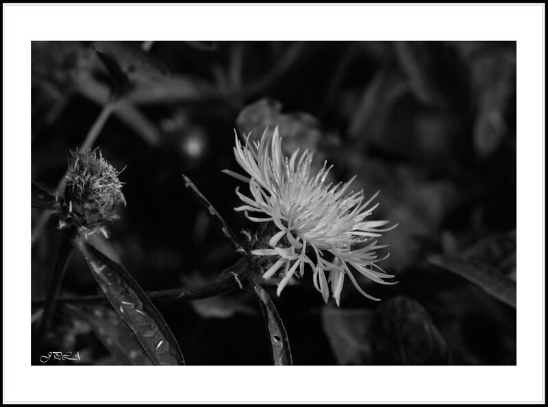 14 07 27 14 07 24 105 macro1150 b