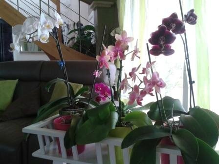 orchidees