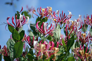 lonicera3