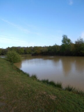 foret amboise (1)