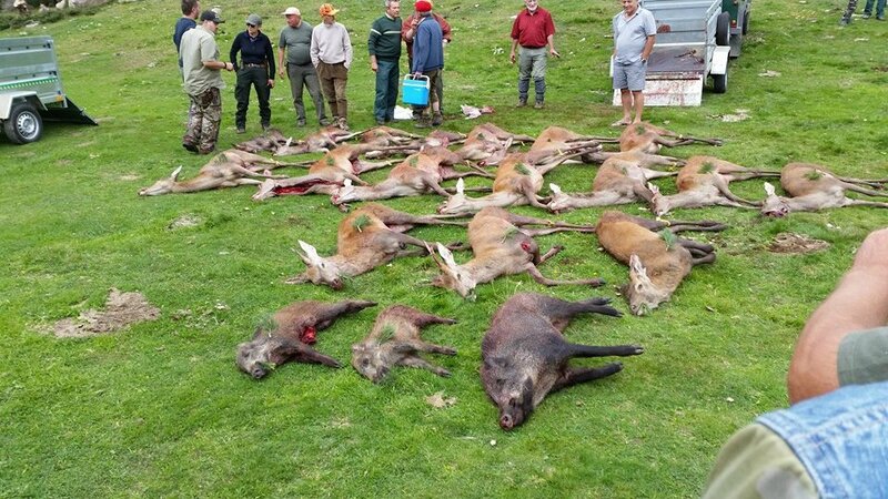 La chasse dans les Pyrénées, conduite à tenir