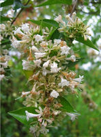 abelia2