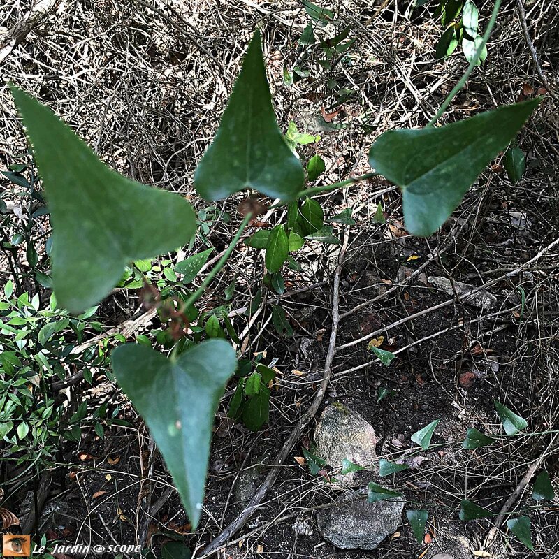 La photo atopitcheskogo de la dermatite chez les enfants sur le dos