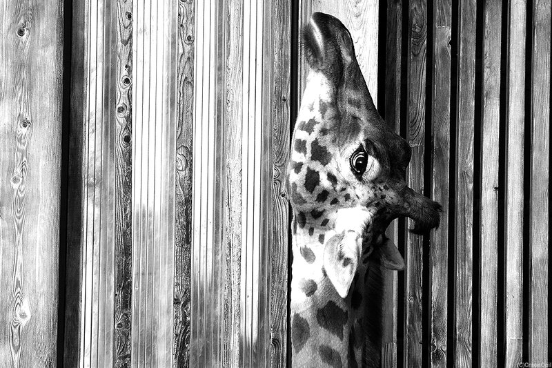 girafe5