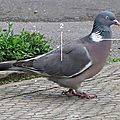 oiseaux-du-jardin-hiver-pigeon