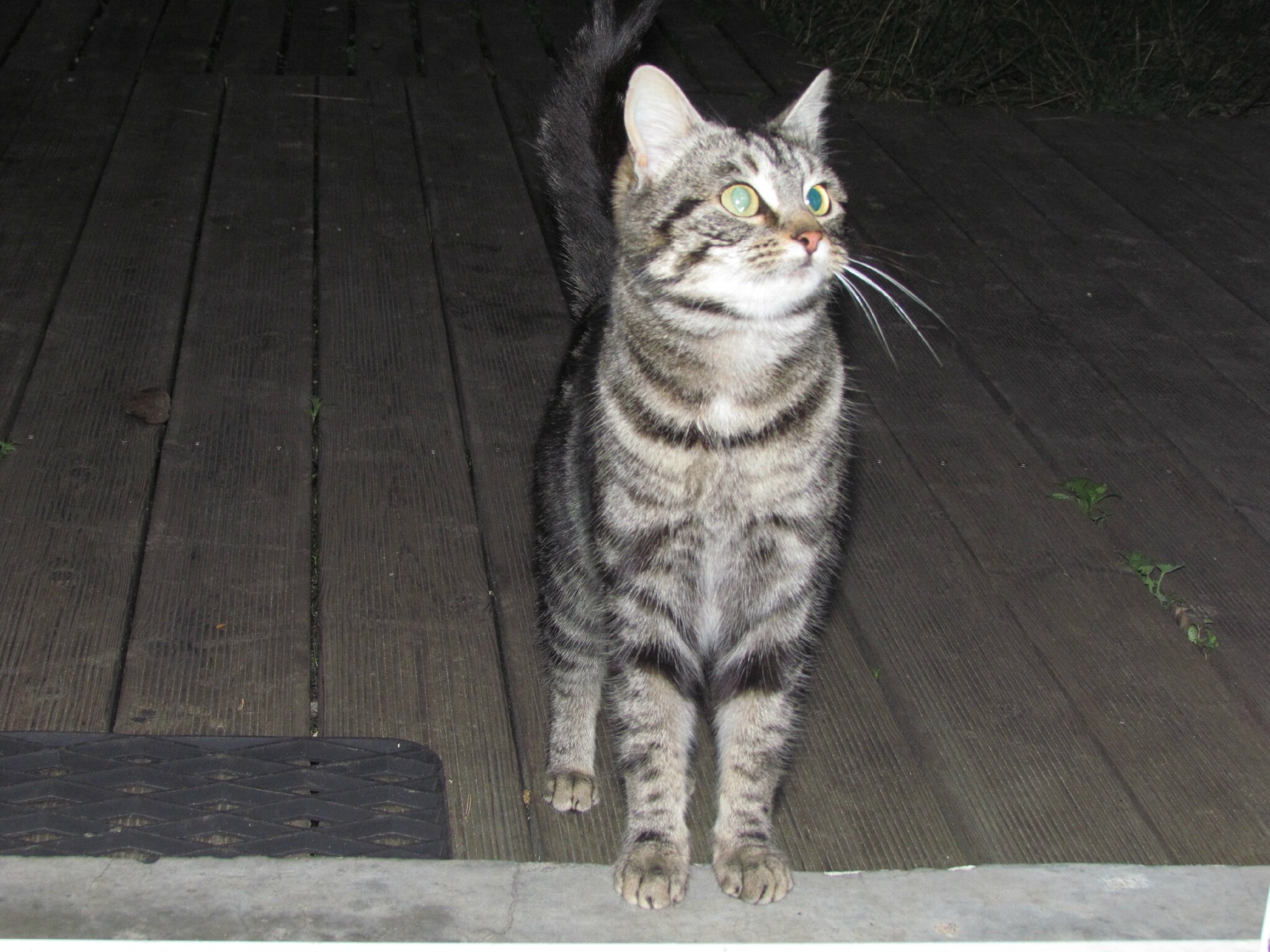 chatte de 40 ans