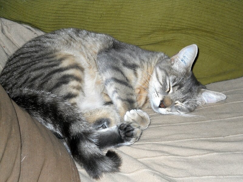 tres jeune chatte