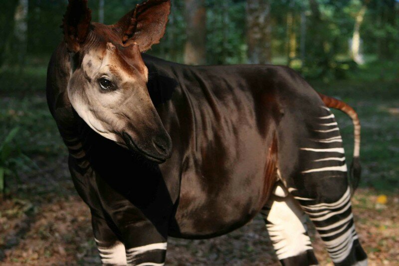 okapi head