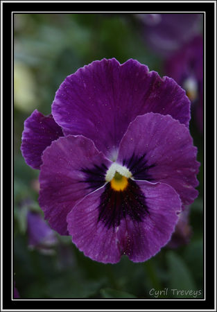 2010_05_23_Une_fleur_de_pens_e_vivace_violette