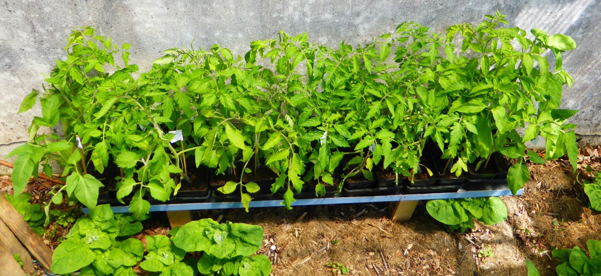 14 mai entrez dans ma serre de 36 m2 passion potager