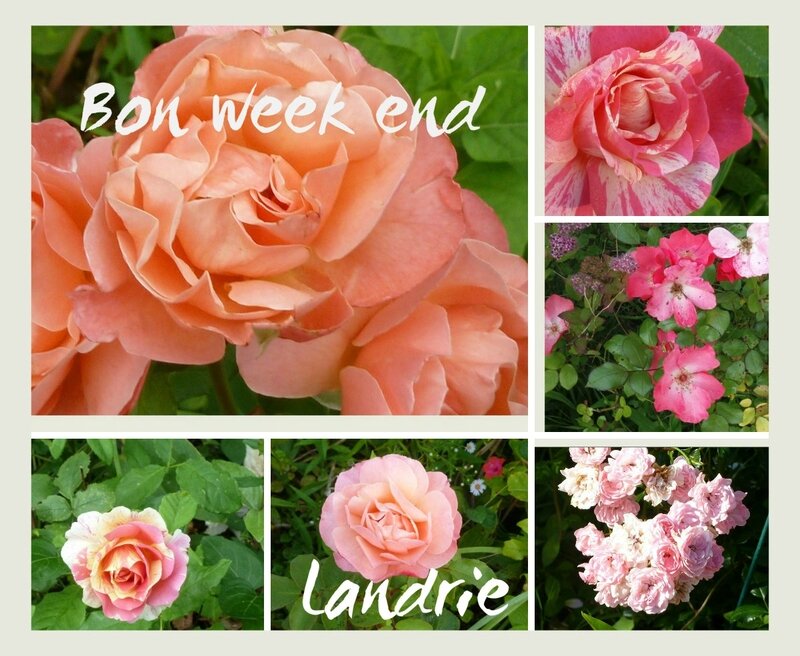 collageroseslandieWE