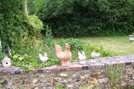 Petites_poules_