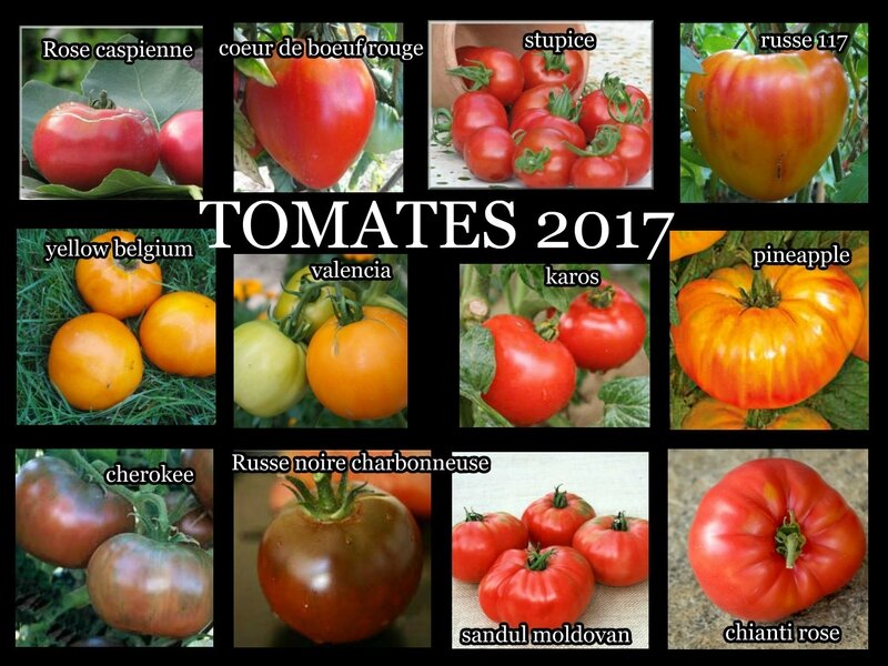 tomates 2017 2