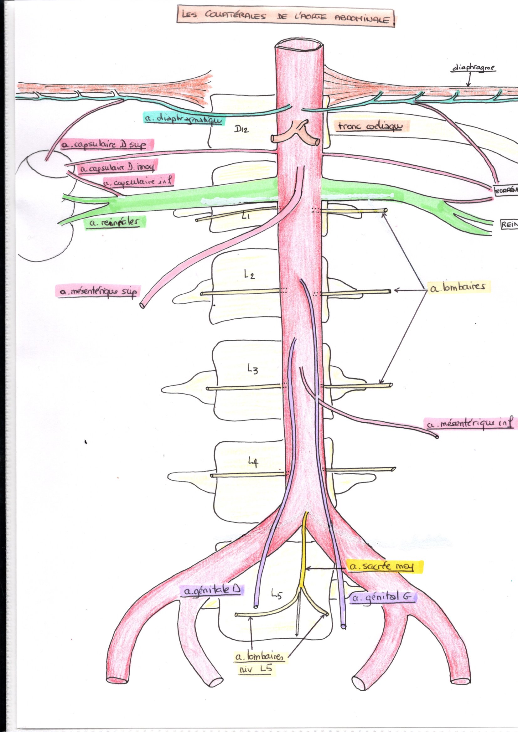 Vascularisation Aorte Abdominale Tronc C Liaque Dessins D Anatomie