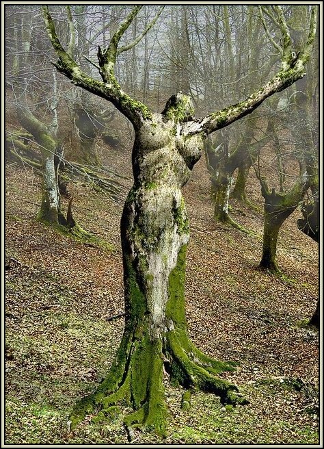 Résultat de recherche d'images pour "femme arbre mythologie"