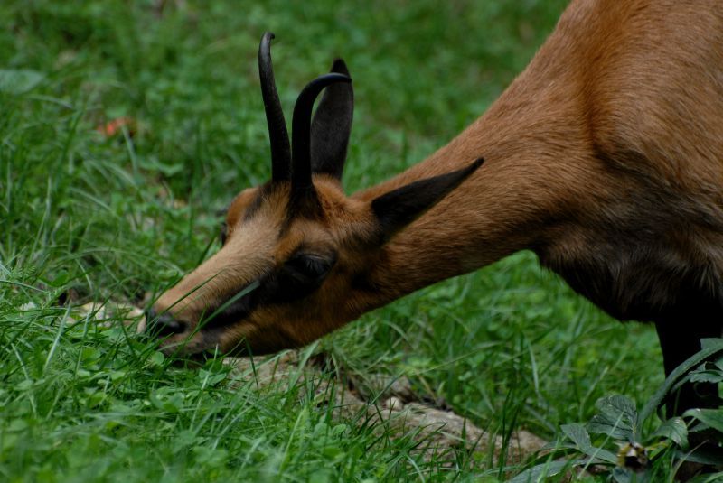 isard - Copie