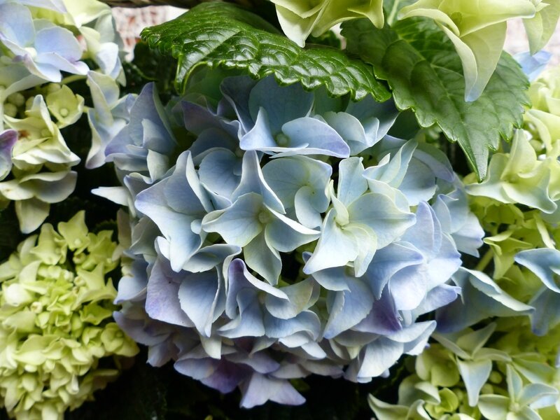 hortensia fête des mères 2016