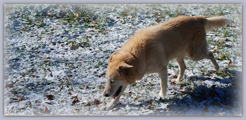 11 11 003 Rubia (Copier)