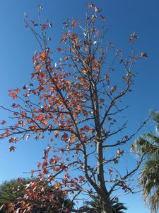 LIQUIDAMBAR_03