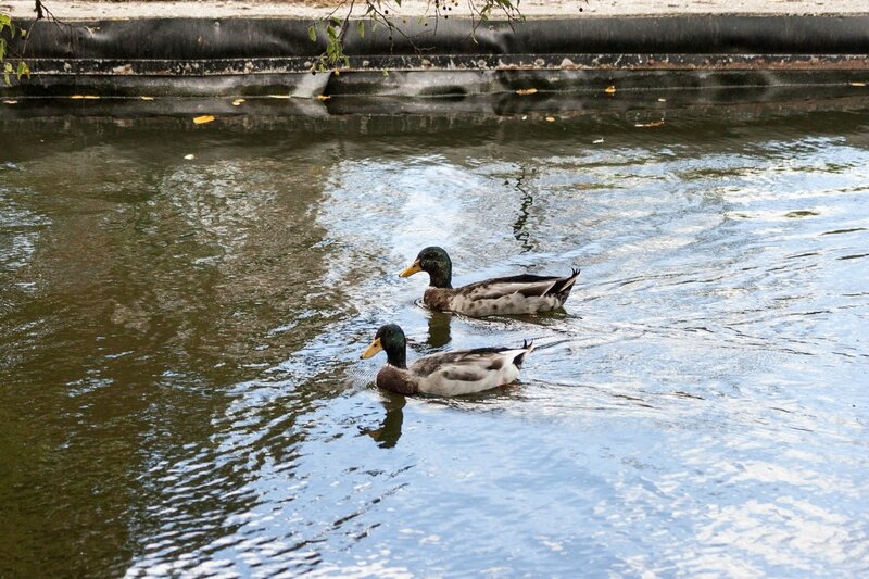 IMG_6716