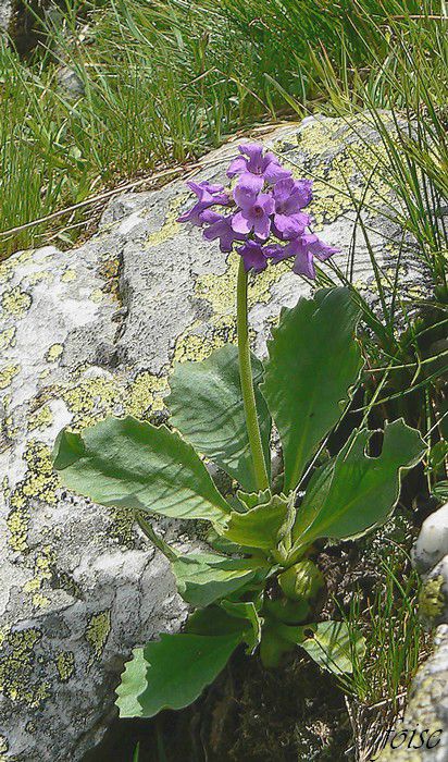 Rencontres perpignan pyrenees-orientales