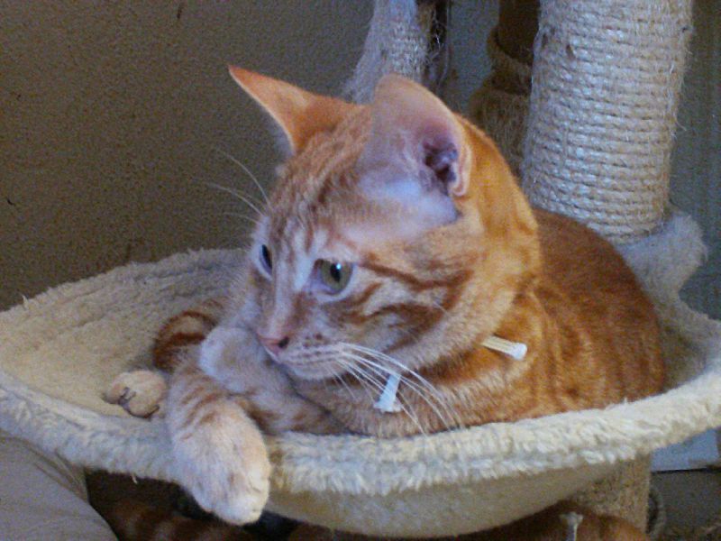 Chat lycos