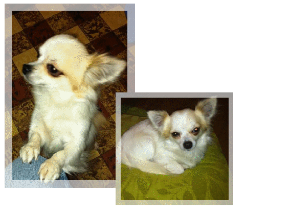 Chester