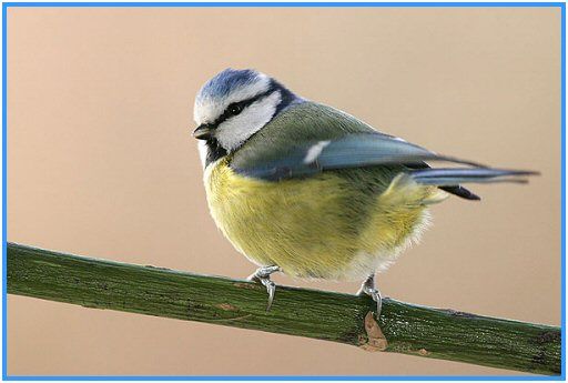 oiseau_mesange_t_te_bleue