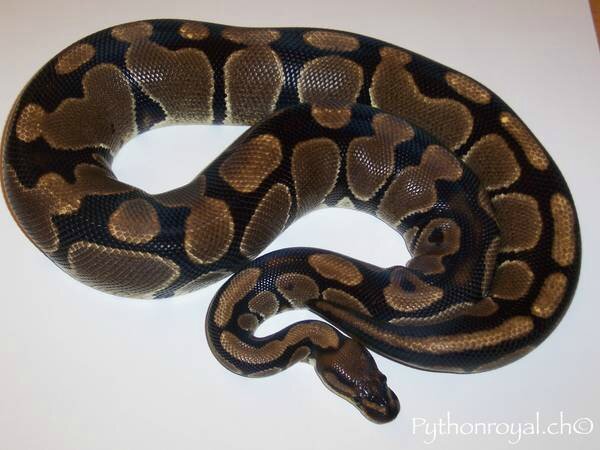 Serpent Mystique DAN de Richesse