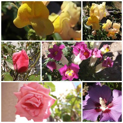 Conserves & jardin (15)