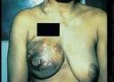seins tohozin