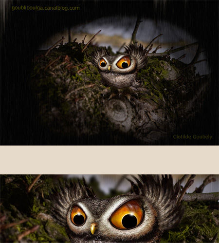 detail_hibou