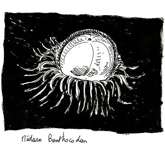 benthocodon