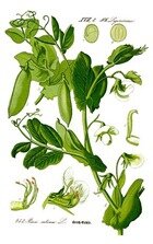 290px-Illustration_Pisum_sativum0_clean 290px-Illustration_Pisum_sativum0_clean