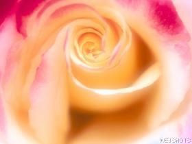 Rosebud