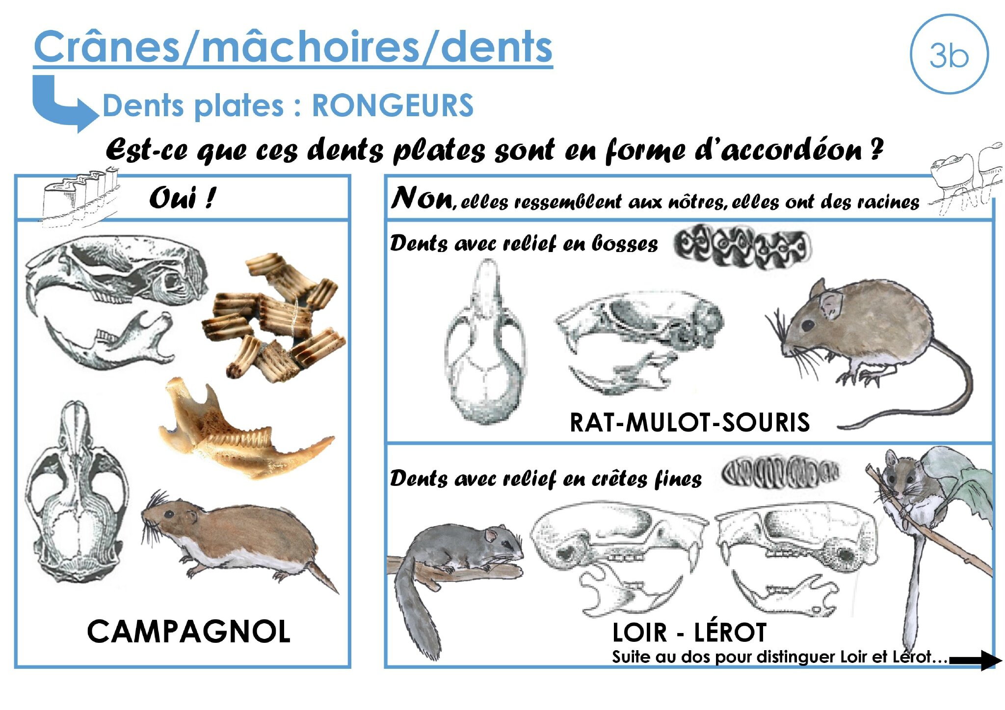 Portfolio d Anne Cécile Dubois 0009 · 0011