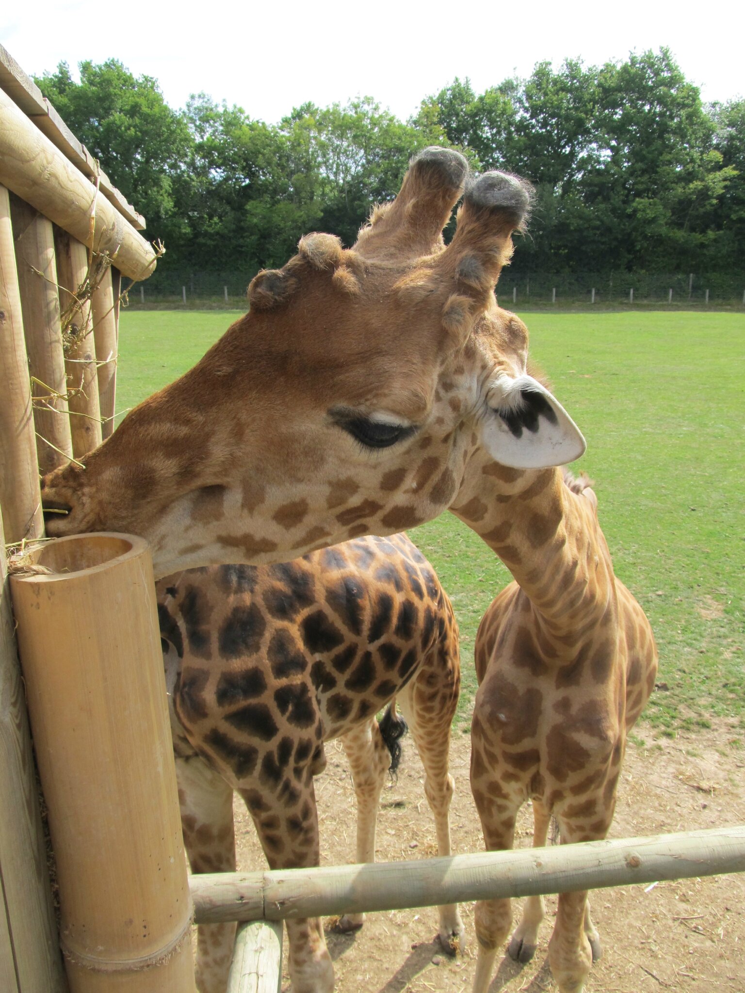 zoo rencontre