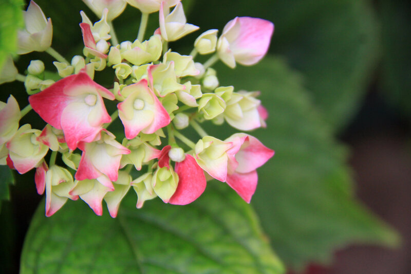 Instants fleuris du jour (58)