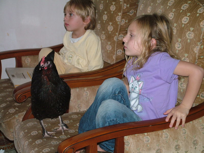 Une poule sur...le DVD - Tribu des pandas Une poule sur...le DVD - Tribu des pandas
