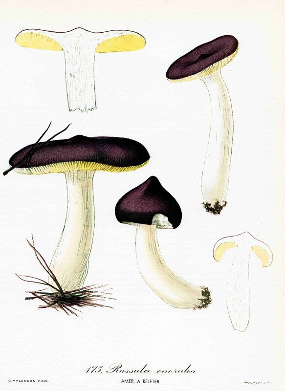 Russula_caerulea_175