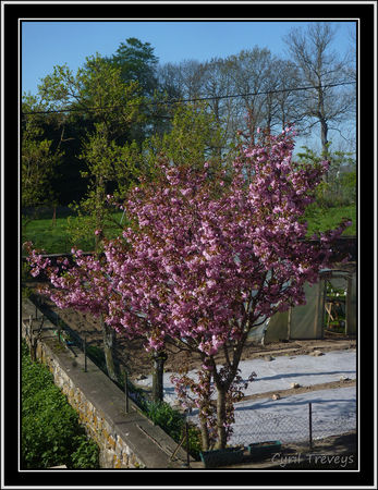2010_05_23_Le_cerisier_d_ornement