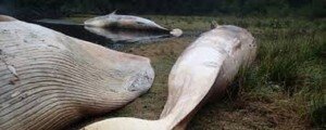 baleine