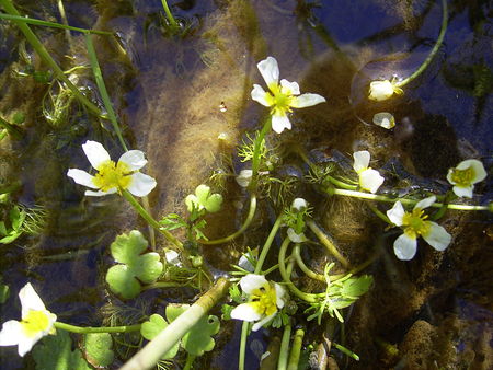 Ranunculus_aquatilis