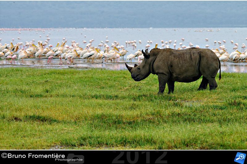 rhinocéros 800 d