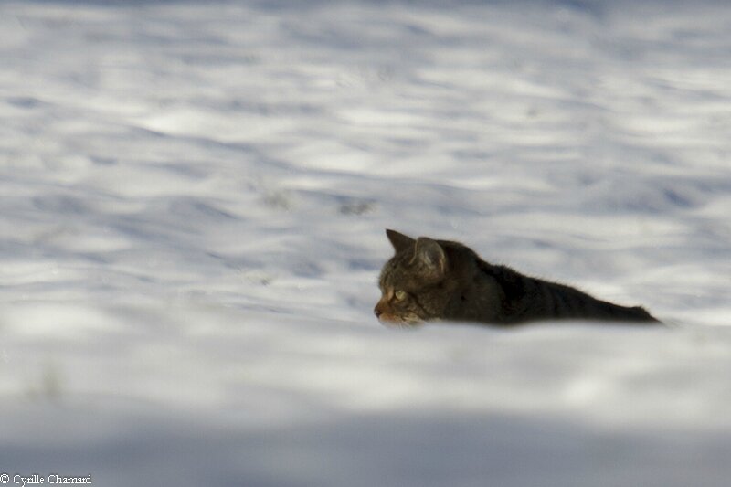 Chat rencontre 78