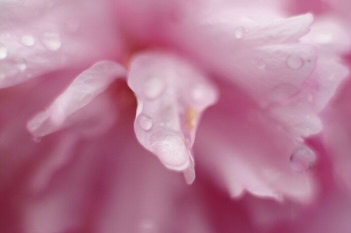Pluie sur pétales (1)